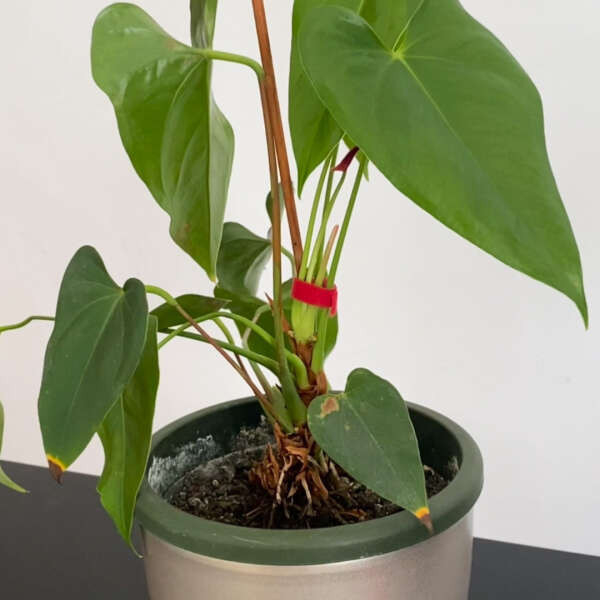 Leziter Set de legare a plantelor reutilizabil din 3 piese Lenders [2]