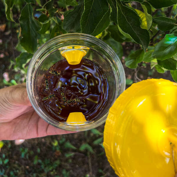 Leziter Trappoly capcană suspendată pentru insecte [2]