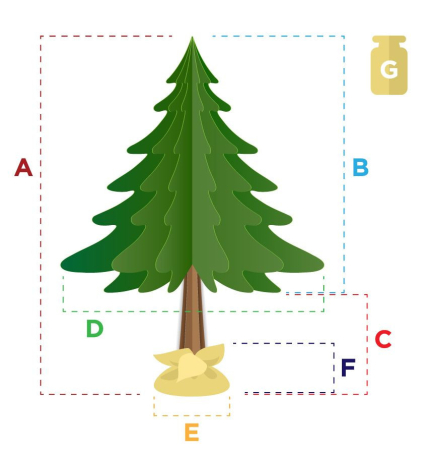 Mirpol Brad de munte 160 cm [4]