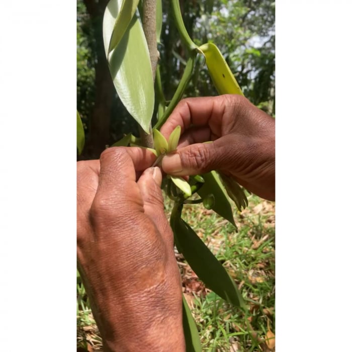 Depozit - Păstăi de Vanilie Gourmet din Madagascar - Calitate A , 100% Naturală [2]