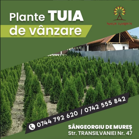 SERVICII - Denumire produs