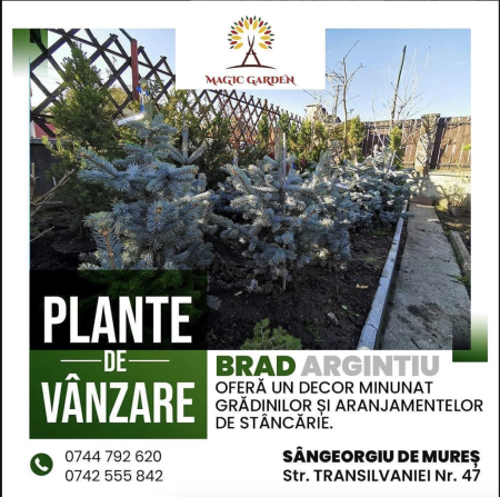 SERVICII - Denumire produs - Copie - Copie - Copie