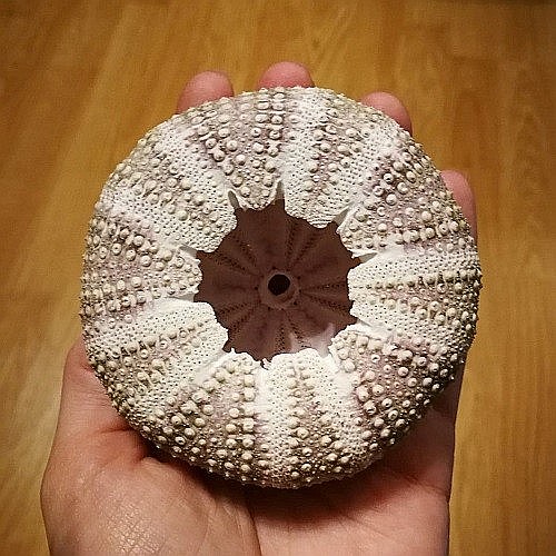 Arici de mare de mari dimensiuni (1 buc) [6]