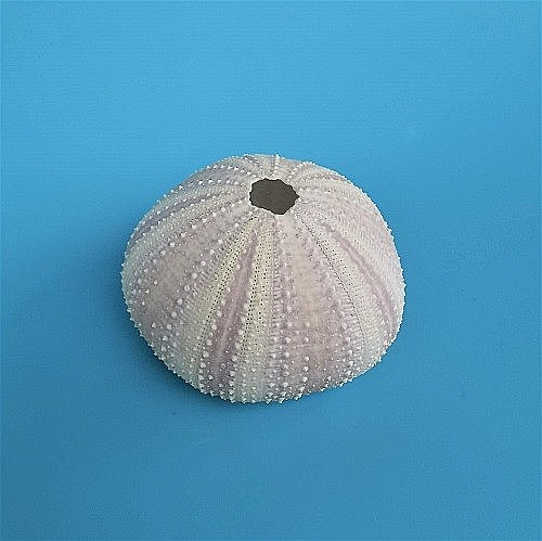 Arici de mare indonezian (1 buc) [3]