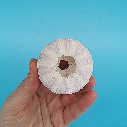 Arici de mare indonezian (1 buc) [7]