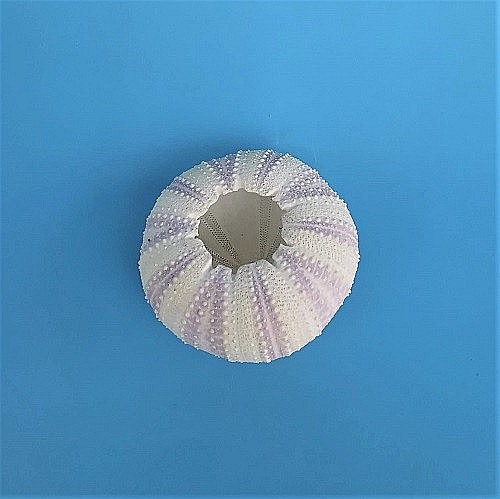 Arici de mare indonezian (1 buc) [4]