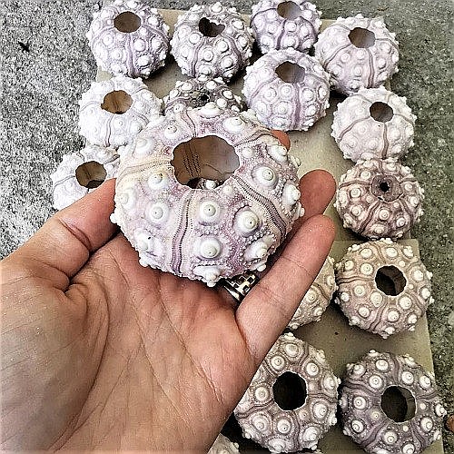 Arici de mare Sputnik (1 buc) [7]