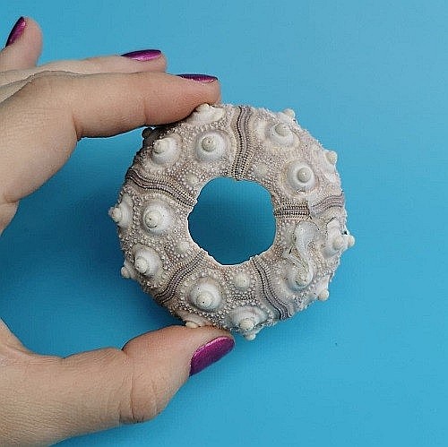 Arici de mare Sputnik (1 buc) [4]