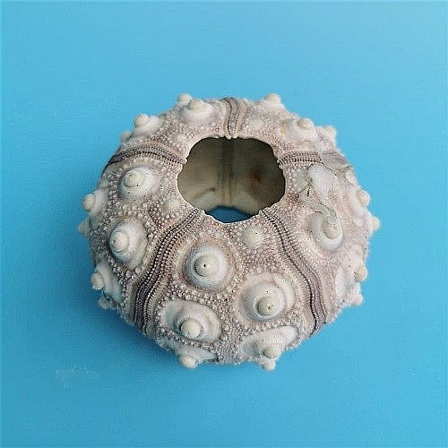 Arici de mare Sputnik (1 buc) [3]