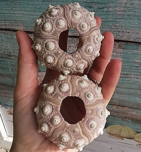 Arici de mare Sputnik (1 buc) [8]