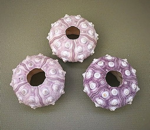 Arici de mare Sputnik (1 buc) [6]