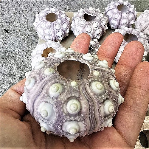 Arici de mare Sputnik (1 buc) [2]