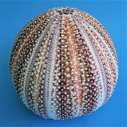 Arici de mare UK [7]