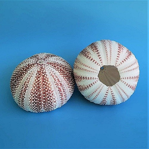 Arici de mare UK [6]