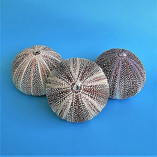 Arici de mare UK [9]