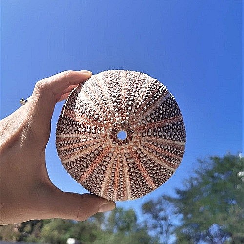 Arici de mare UK [4]