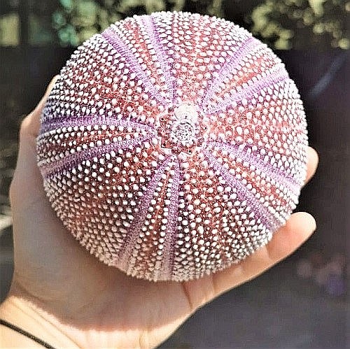 Arici de mare UK [5]