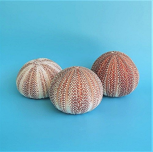 Arici de mare UK [8]