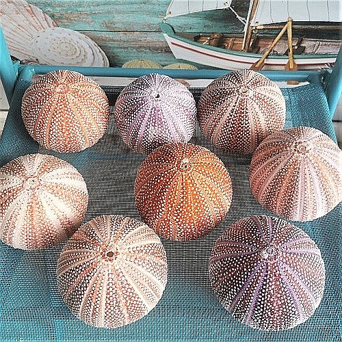 Arici de mare UK [2]