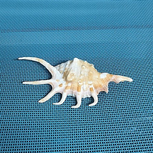 Cochilie melc Lambis mic [2]