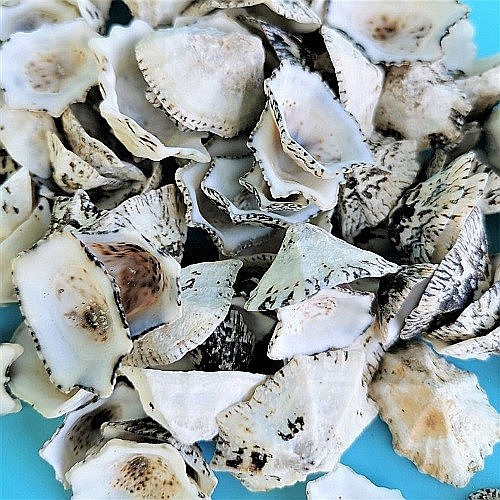 Cochilii Limpet 200 gr [4]