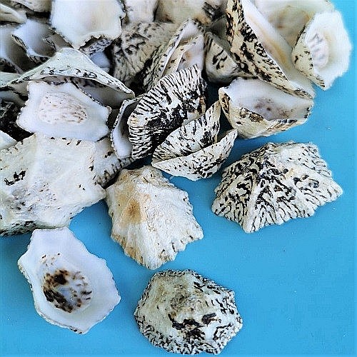 Cochilii Limpet 200 gr [3]