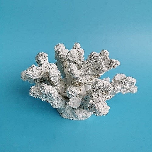 Coral din rasina [2]