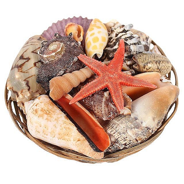 Cosulet mic cu melci si scoici [5]