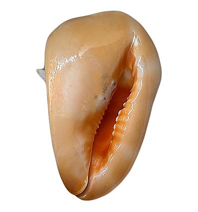 Melc Cassis Cornuta Horn 22 - 25 cm [3]