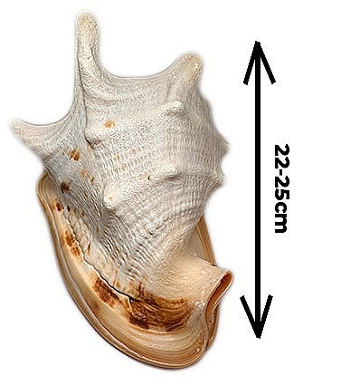 Melc Cassis Cornuta Horn 22 - 25 cm [2]