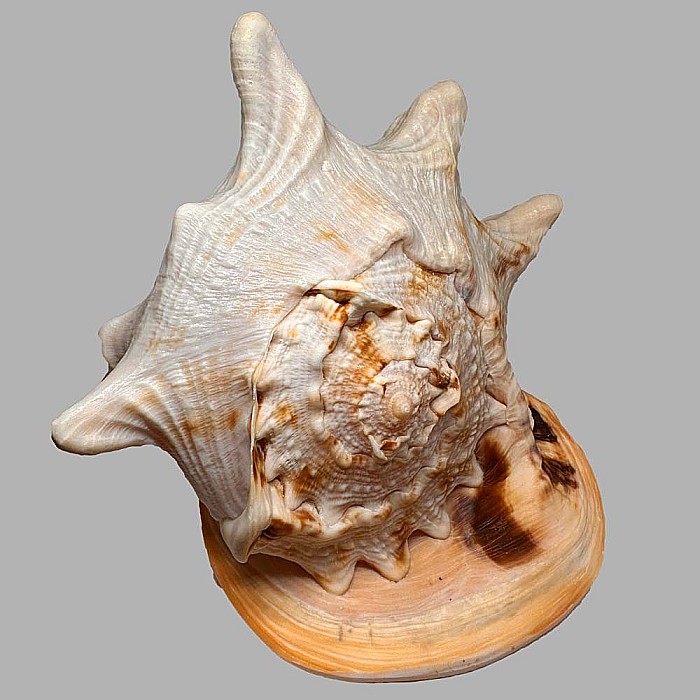 Melc Cassis Cornuta Horn 22 - 25 cm [5]