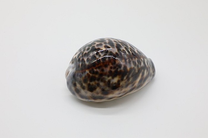MELC CYPRAEA TIGRIS [2]