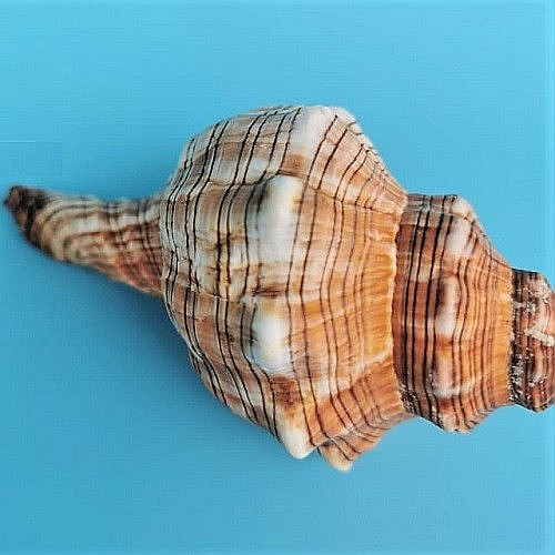 Melc Fasciolaria [3]