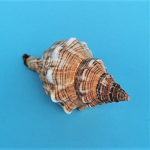 Melc Fasciolaria [2]