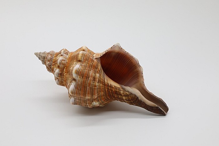 MELC FASCIOLARIA MARE [3]