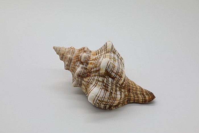 MELC FASCIOLARIA MARE [2]