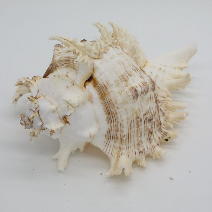 Melc mare Murex, cochilie 21 - 24 cm [3]