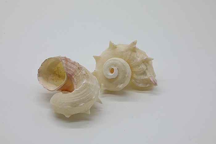 MELC RED ANGARIA WHITE [2]