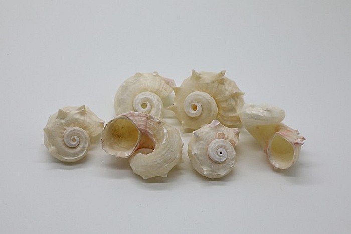 MELC RED ANGARIA WHITE [3]