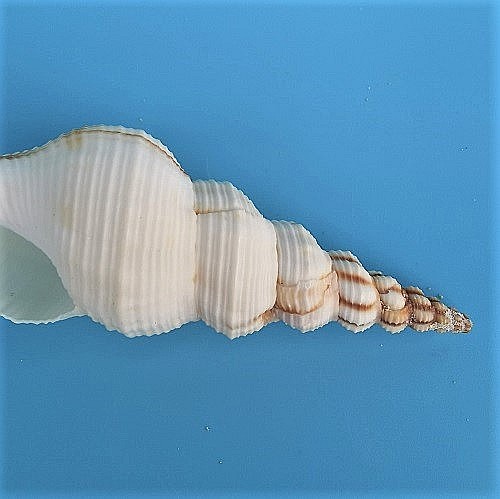 Melc Tibia Alb, 10 - 15 CM [5]