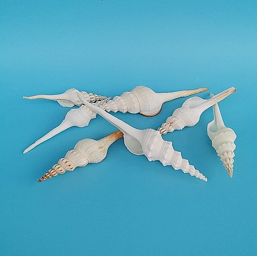 Melc Tibia Alb, 10 - 15 CM [4]