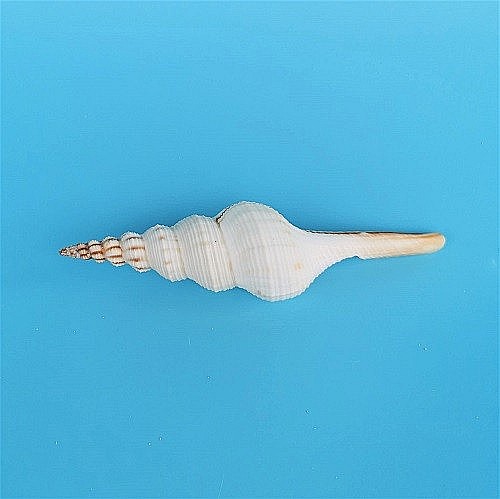 Melc Tibia Alb, 10 - 15 CM [2]