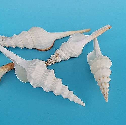 Melc Tibia Alb, 10 - 15 CM [3]
