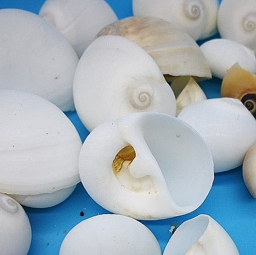 Melci albi Natica 200 gr [3]