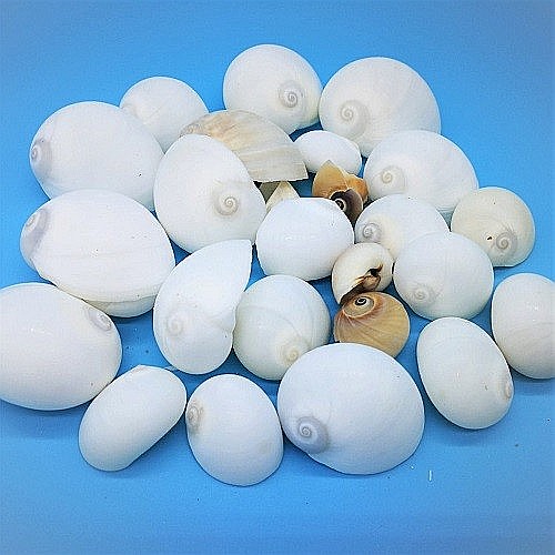 Melci albi Natica 200 gr [2]