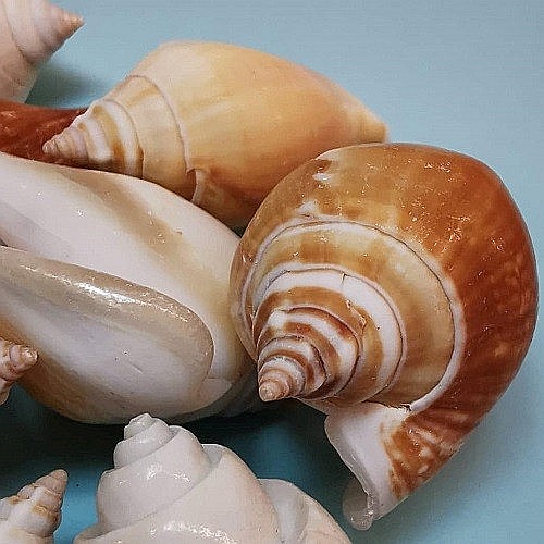 Melci Canarium 200 gr [3]