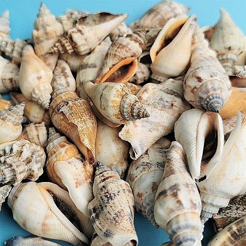 Melci Coji 200 gr [2]