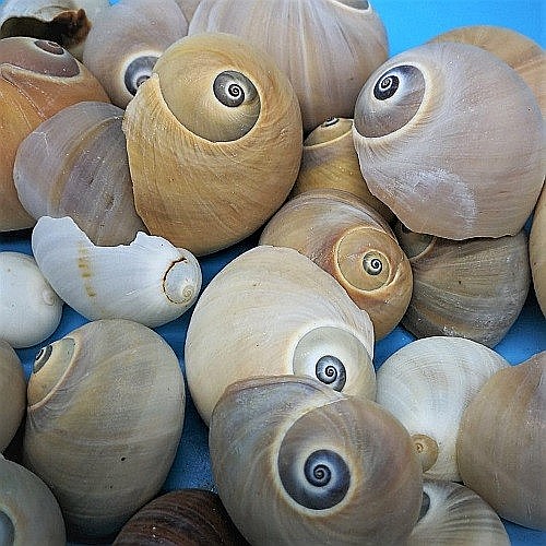 Melci crem Natica 200 gr [2]