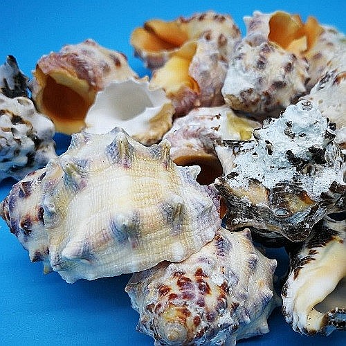 Melci Drupa Orange 200 gr [3]