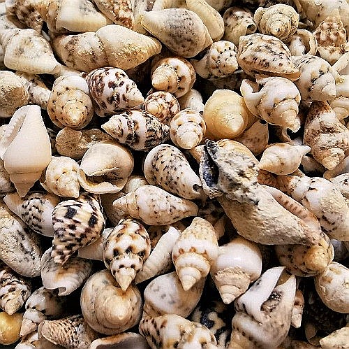 Melci mici crem 100 gr [2]